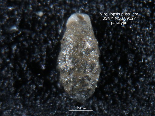 Virgulopsis pustulata Finlay, 1939