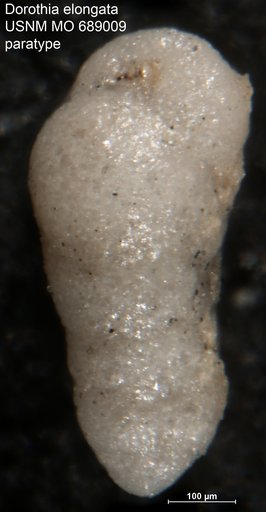 Dorothia elongata Finlay, 1940