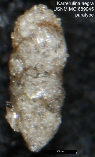 Karrerulina aegra Finlay, 1940