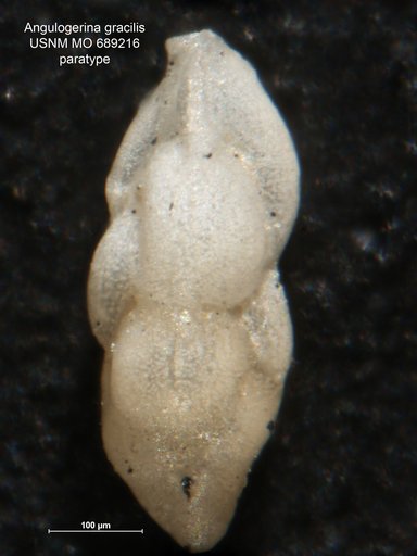 Angulogerina gracilis Vella, 1957