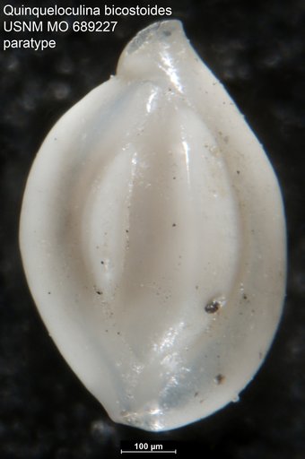 Quinqueloculina (Lachlanella) bicostoides Vella, 1957