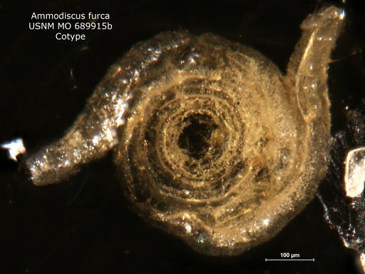 Ammodiscus ? furca Moreman, 1930