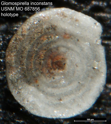 Glomospirella inconstans Mello, 1971