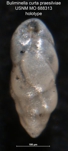 Buliminella curta praesilviae Seiglie, 1970