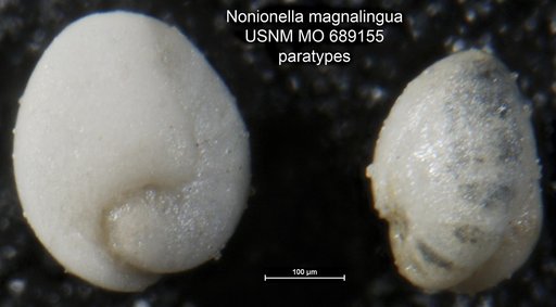 Nonionella magnalingua Finlay, 1940