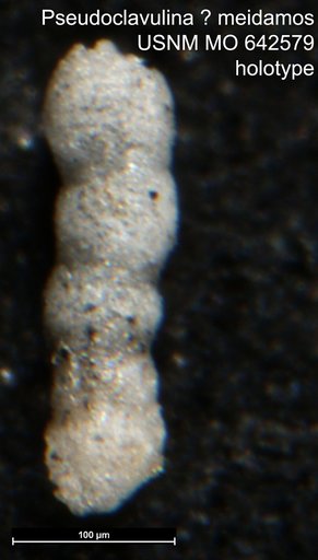 Pseudoclavulina ? meidamos Mello, 1969