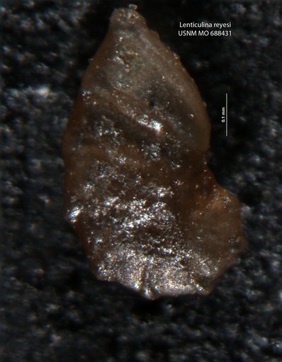 Lenticulina reyesi Cañón & Ernst, 1974