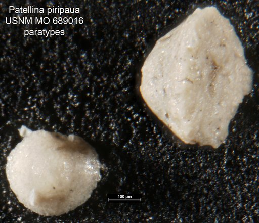 Patellina piripaua Finlay, 1939