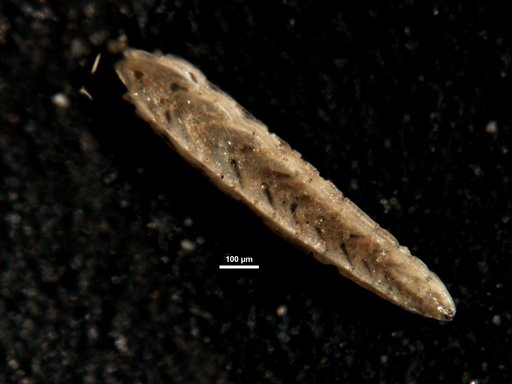 Plectofrondicularia proparri Finlay, 1947