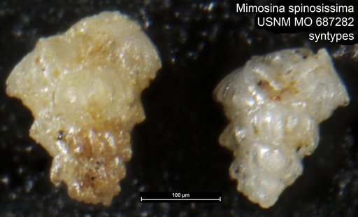 Mimosina spinosissima Bermúdez & Fuenmayor, 1966