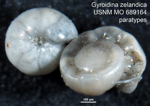 Gyroidina zelandica Finlay, 1939