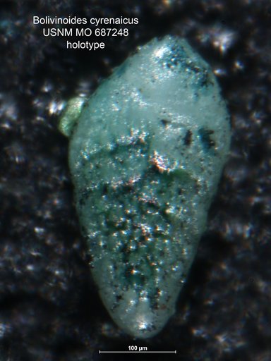 Bolivinoides cyrenaicus Barr, 1970