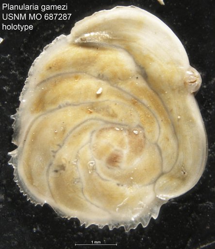 Planularia gamezi Bermudez & Fuenmayor, 1966