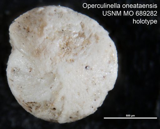 Operculinella ? oneataensis Kleinpell, 1954
