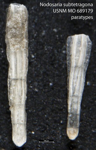 Nodosaria subtetragona Finlay, 1940