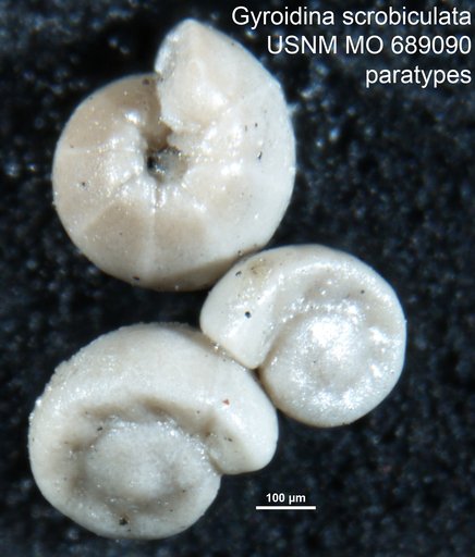 Gyroidina scrobiculata Finlay, 1939