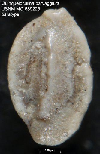 Quinqueloculina parvaggluta Vella, 1957
