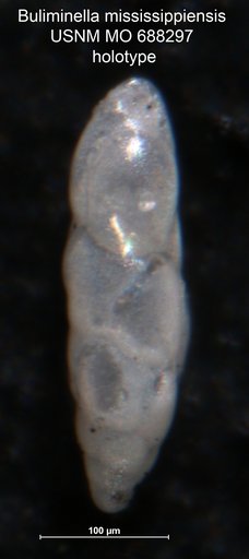 Buliminella mississippensis Seiglie, 1970