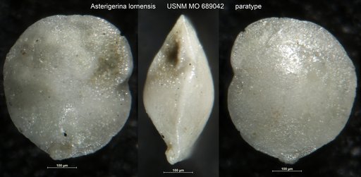 Asterigerina lornensis Finlay, 1939