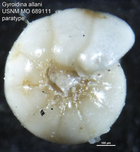 Gyroidina allani Finlay, 1939