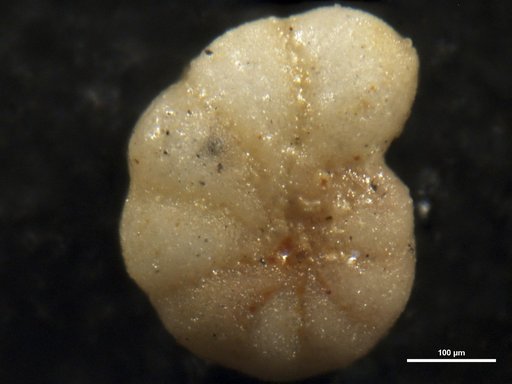 Elphidium carenerocensis Bermudez & Fuenmayor, 1966