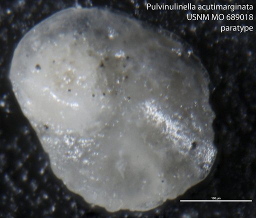 Pulvinulinella acutimarginata Finlay, 1940