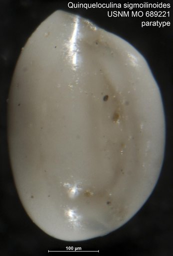 Quinqueloculina sigmoilinoides Vella, 1957