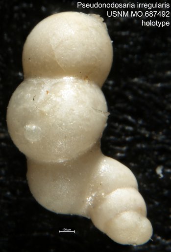 Pseudonodosaria irregularis Todd, 1970