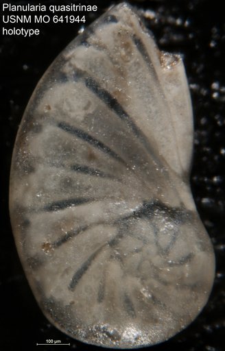 Planularia quasitrinae Akers & Dorman, 1964