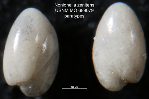Nonionella zenitens Finlay, 1940