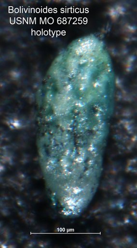 Bolivinoides sirticus Barr, 1970