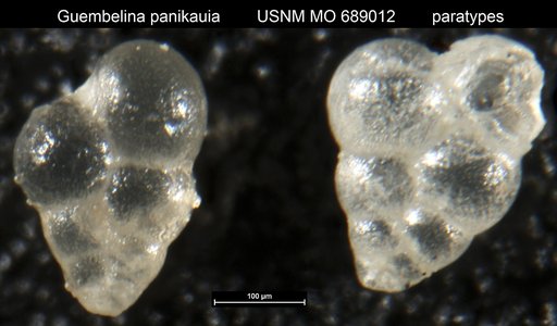 Guembelina panikauia Finlay, 1940