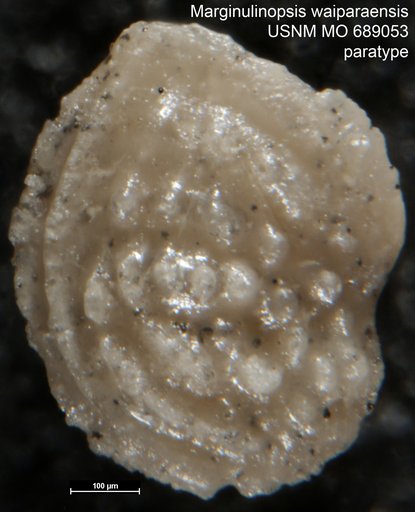 Marginulinopsis waiparaensis Finlay, 1939