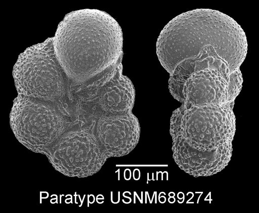 Globigerinelloides prairiehillensis Pessagno, 1967