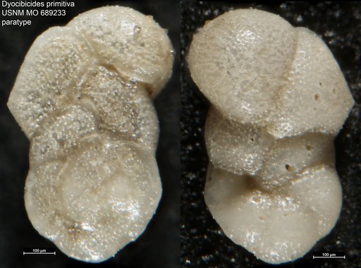 Dyocibicides primitiva Vella, 1957