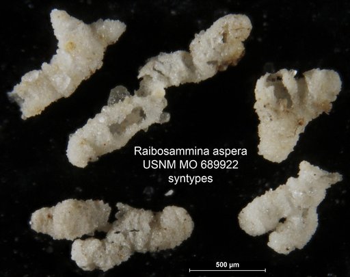 Raibosammina aspera Moreman, 1930