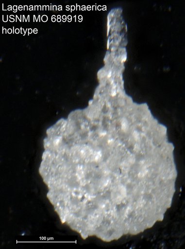 Lagenammina sphaerica Moreman, 1930