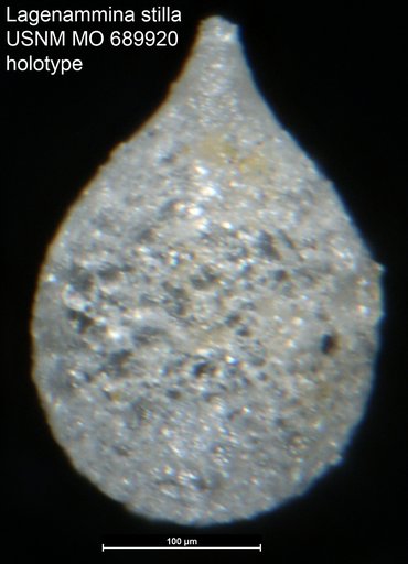 Lagenammina stilla Moreman, 1930