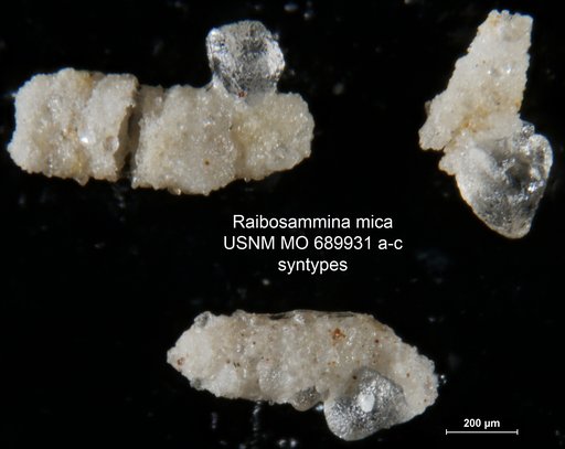 Raibosammina mica Moreman, 1930