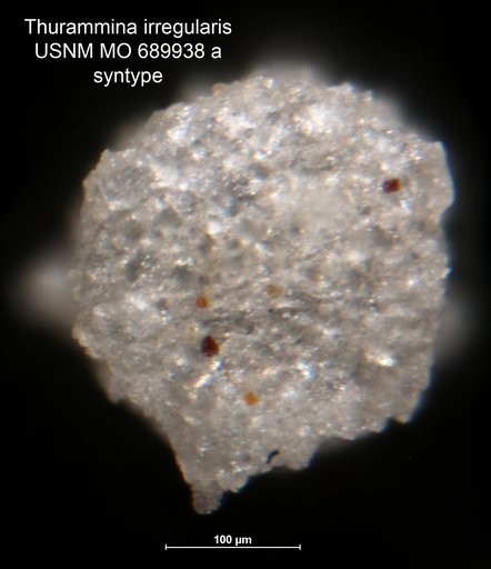 Thurammina irregularis Moreman, 1930