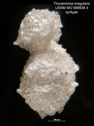 Thurammina irregularis Moreman, 1930