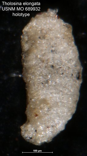 Tholosina elongata Moreman, 1930