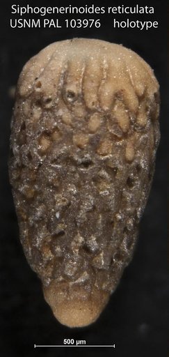 Siphogenerinoides reticulata Stone, 1946