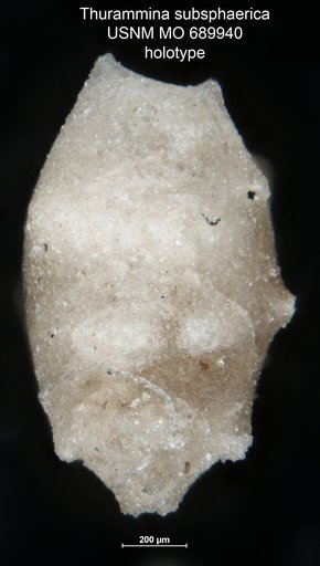 Thurammina subsphaerica Moreman, 1930