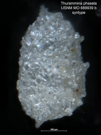 Thurammina phasela Moreman, 1930