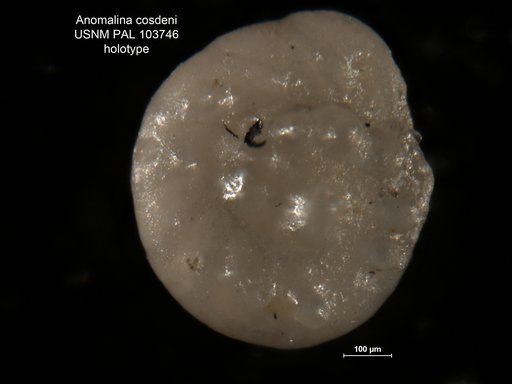 Anomalina cosdeni Applin & Jordan, 1945