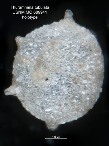 Thurammina tubulata Moreman, 1930
