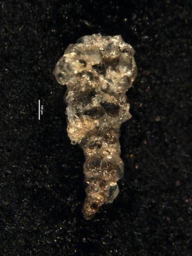 Ammobaculites viriosus Loeblich & Tappan, 1949