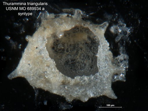 Thurammina triangularis Moreman, 1930