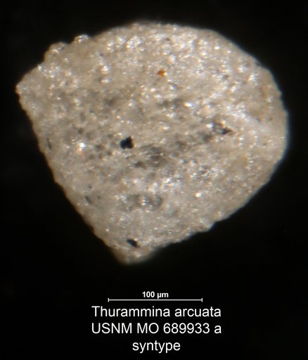 Thurammina arcuata Moreman, 1930